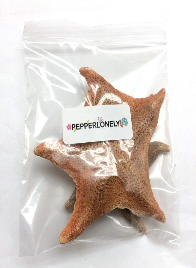 PEPPERLONELY 2 PC Bat Starfish, Brown Sea Star, 4 Inch ~ 6 Inch - Image 4